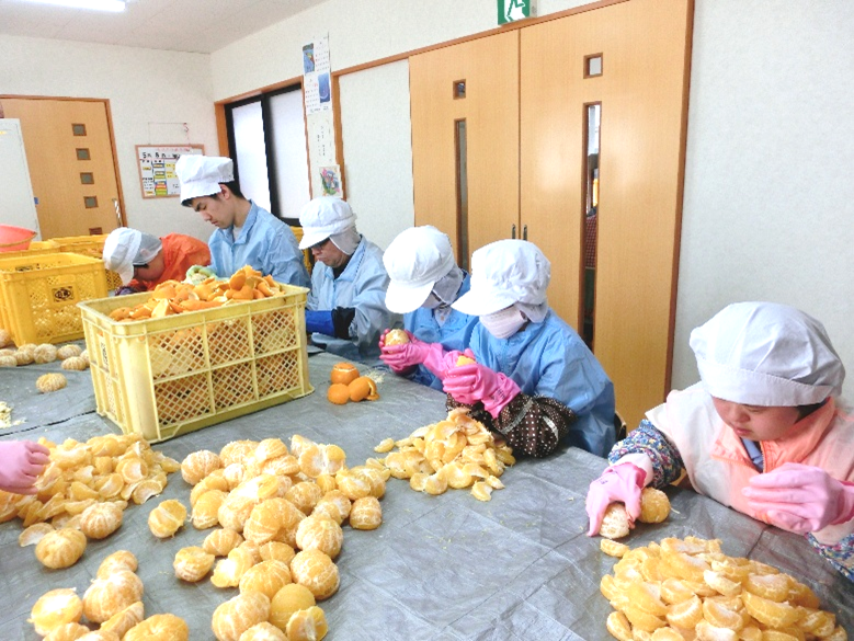 みかんの皮むき作業