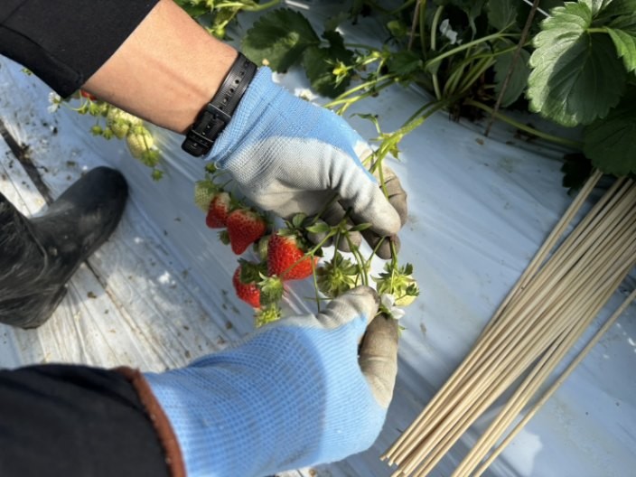 いちご作業
