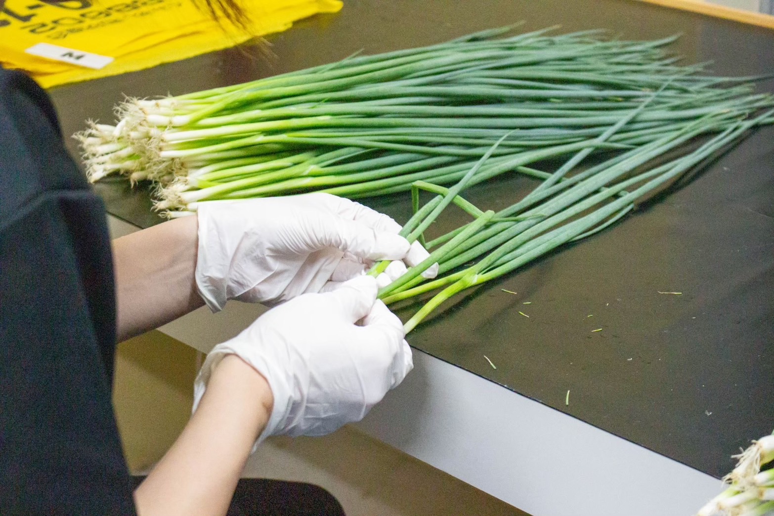 小ネギの作業風景