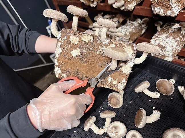 椎茸栽培作業