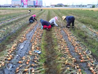 玉ねぎの収穫
