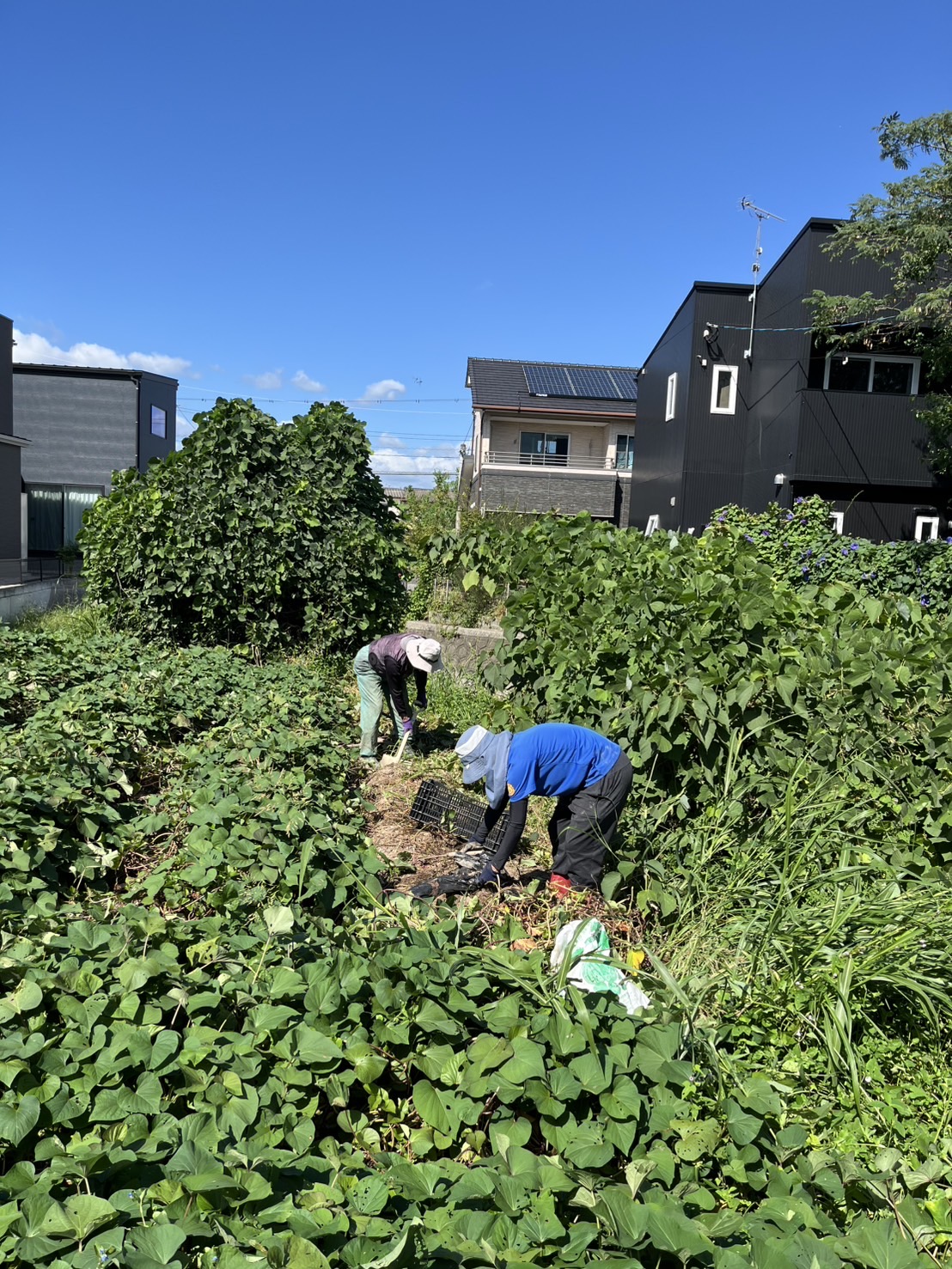 農作業の様子①