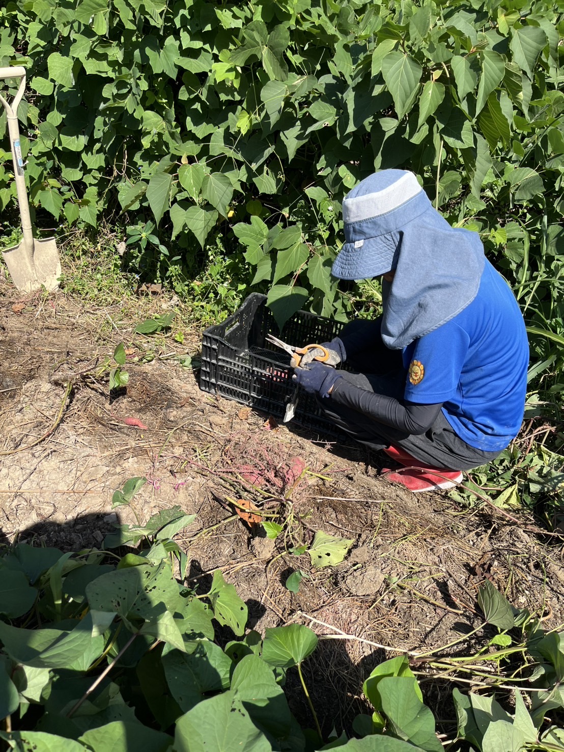 農作業の様子②