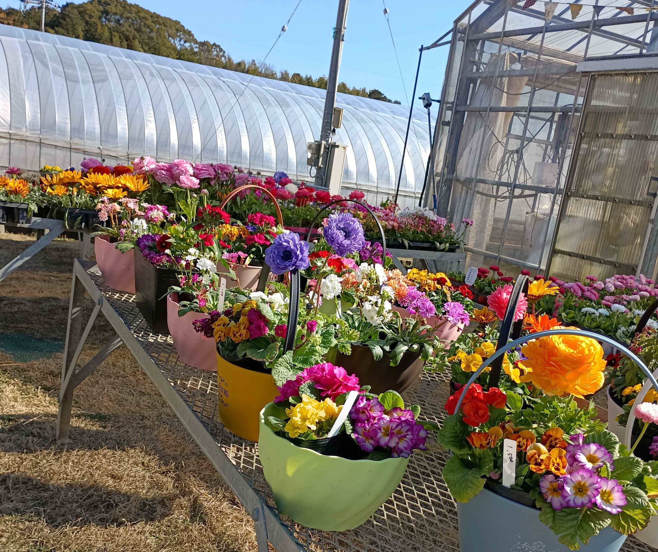 四季折々の花苗