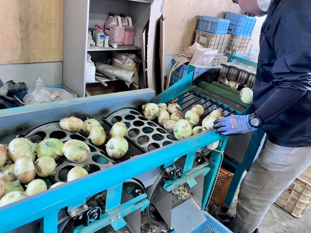 玉ねぎ選別作業