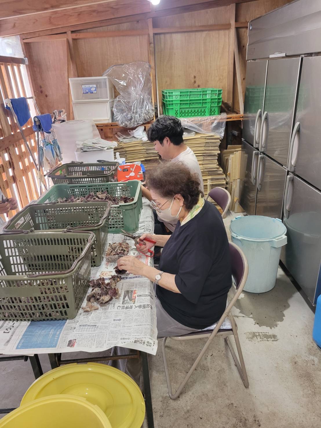 野菜の出荷準備