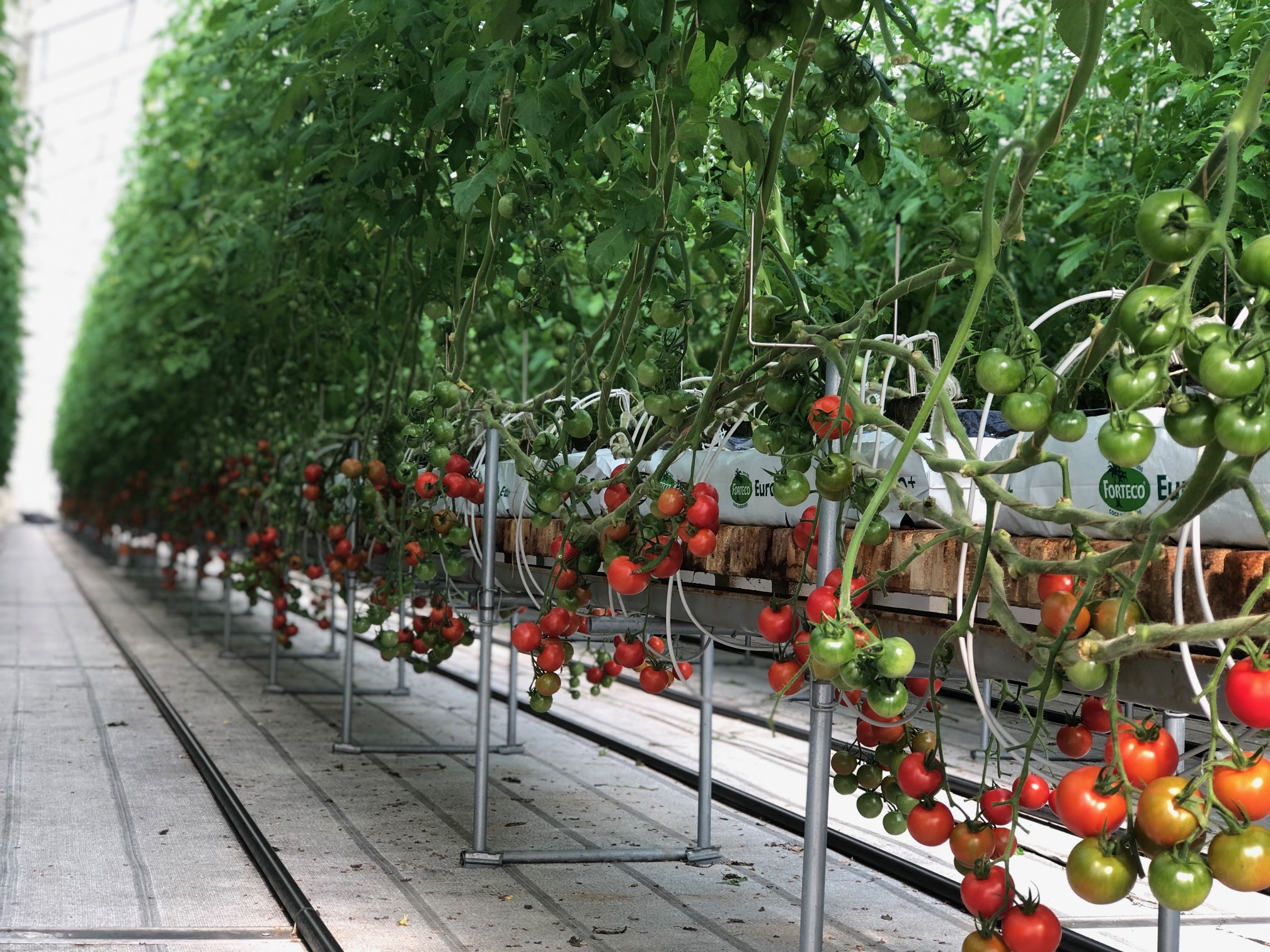 ミディートマト①