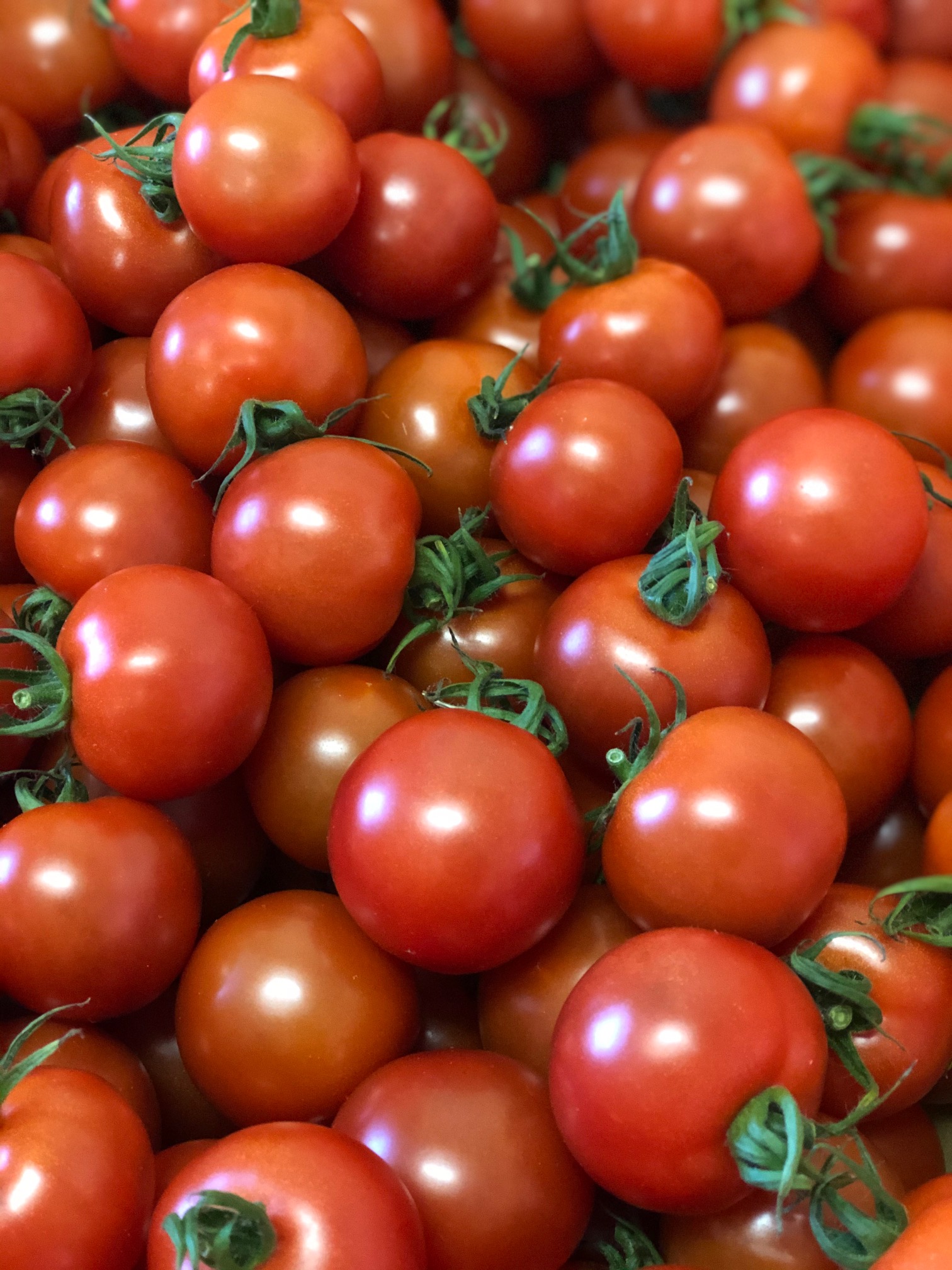 ミディートマト②